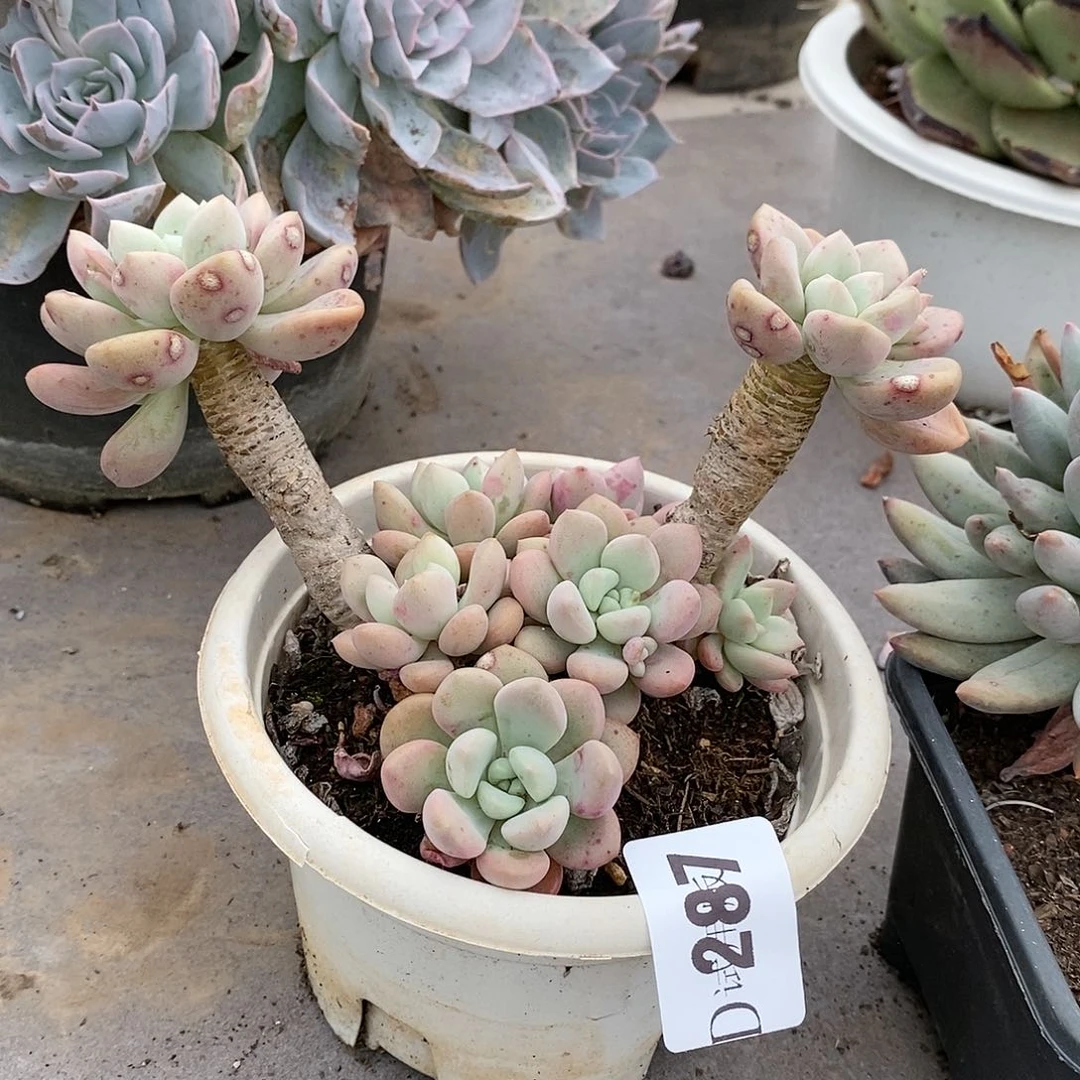 ～**?287花瓣露多肉植物