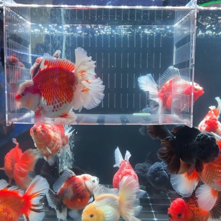 天***亮金鱼金鱼小娇泰狮金鱼2条