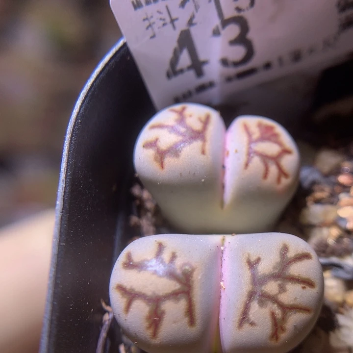 精品生石花215.43化石菊