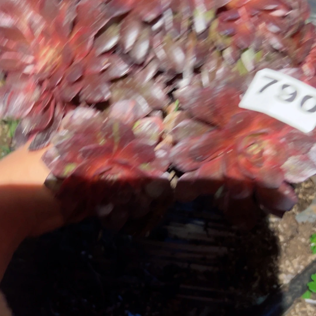 790 号多肉植物法师新年福利