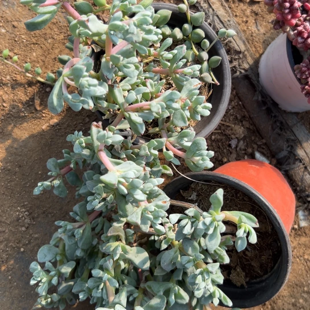 多破四座无言星欲稀植物