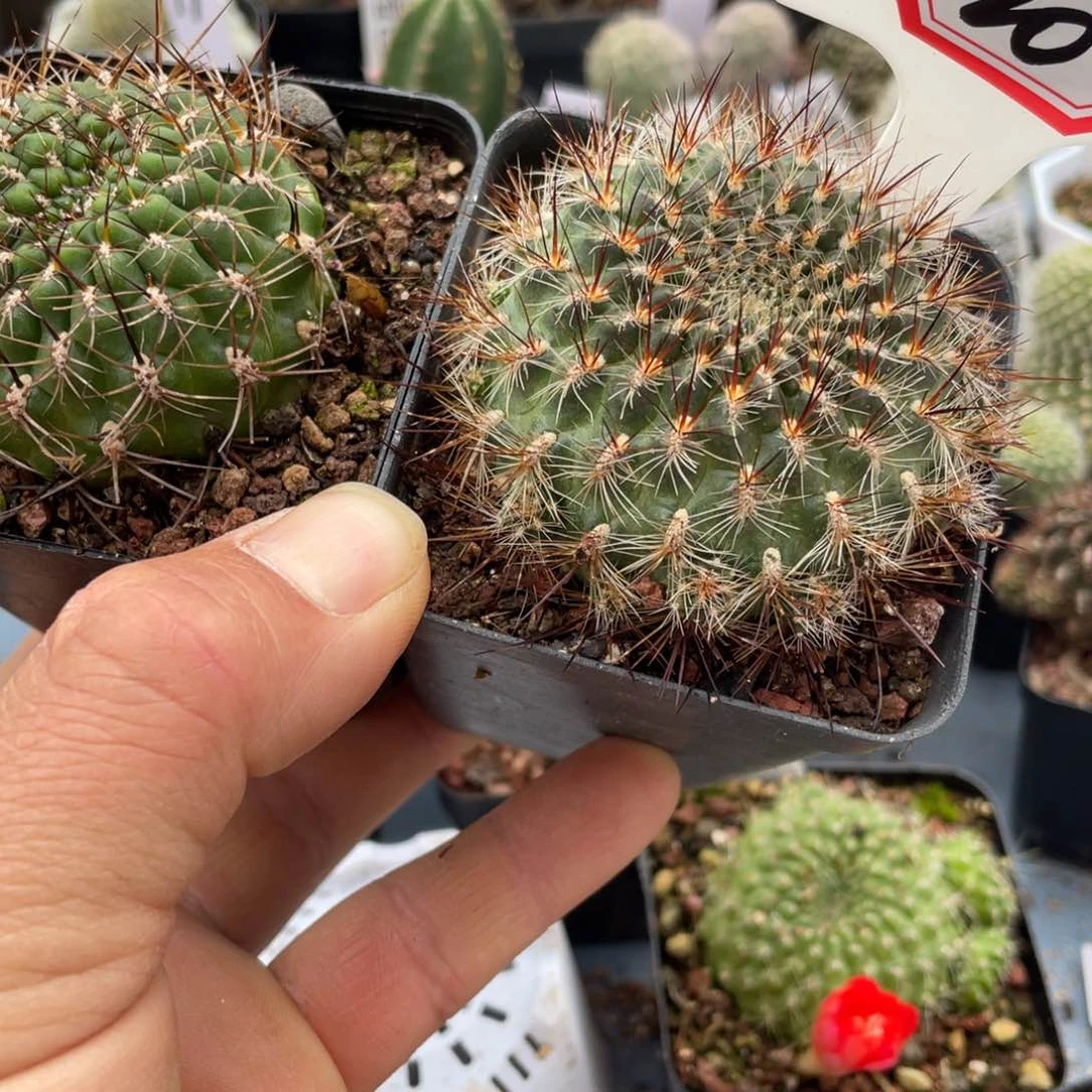 F*F20往事多肉园仙人球