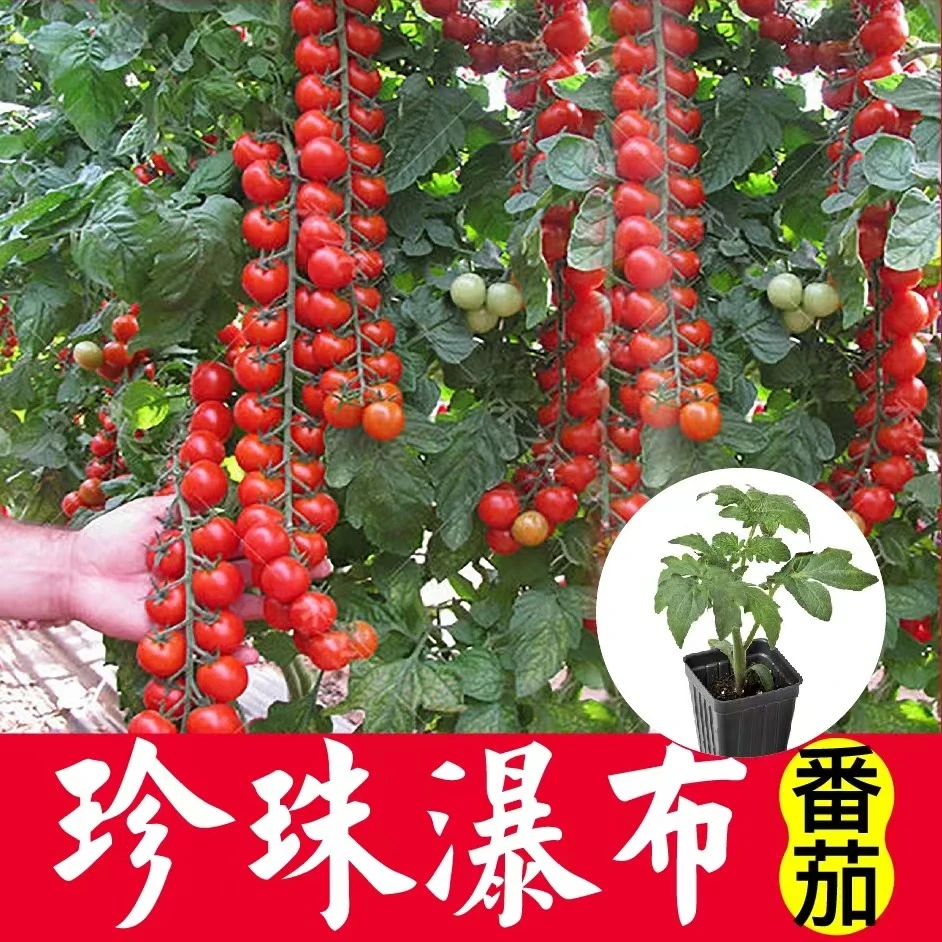 珍珠瀑布小番茄种苗四季蔬菜番茄秧苗高产优质种苗穴盘苗