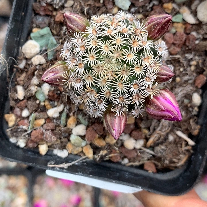 12实生克氏丸3.2厘米