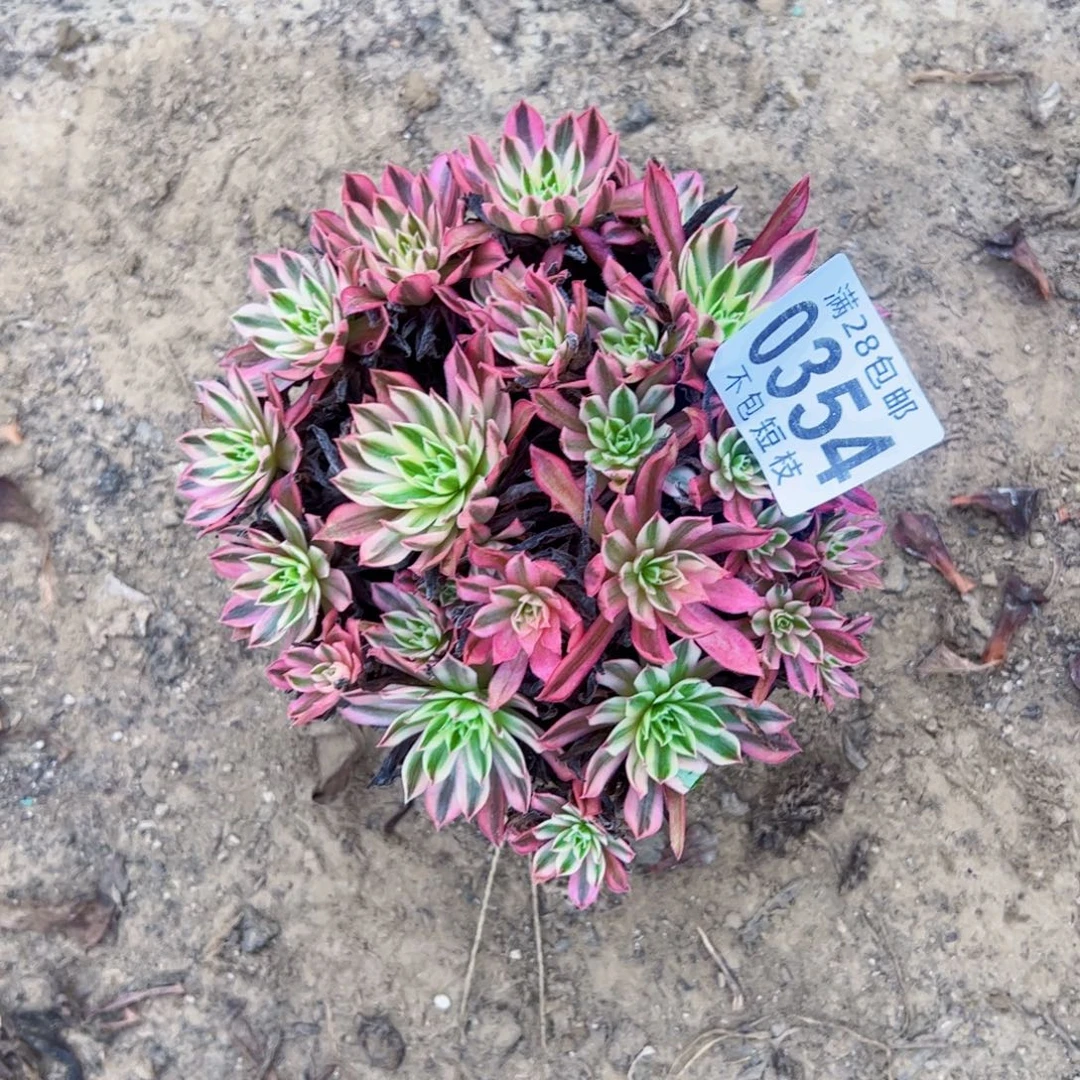 凤凰多肉植物法师0354