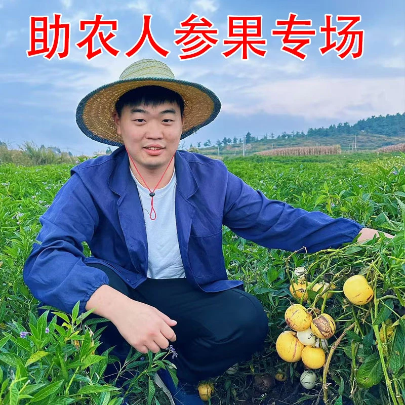 特大果口感好收到直接云南石林全熟全黄人参果圆果孕妇果