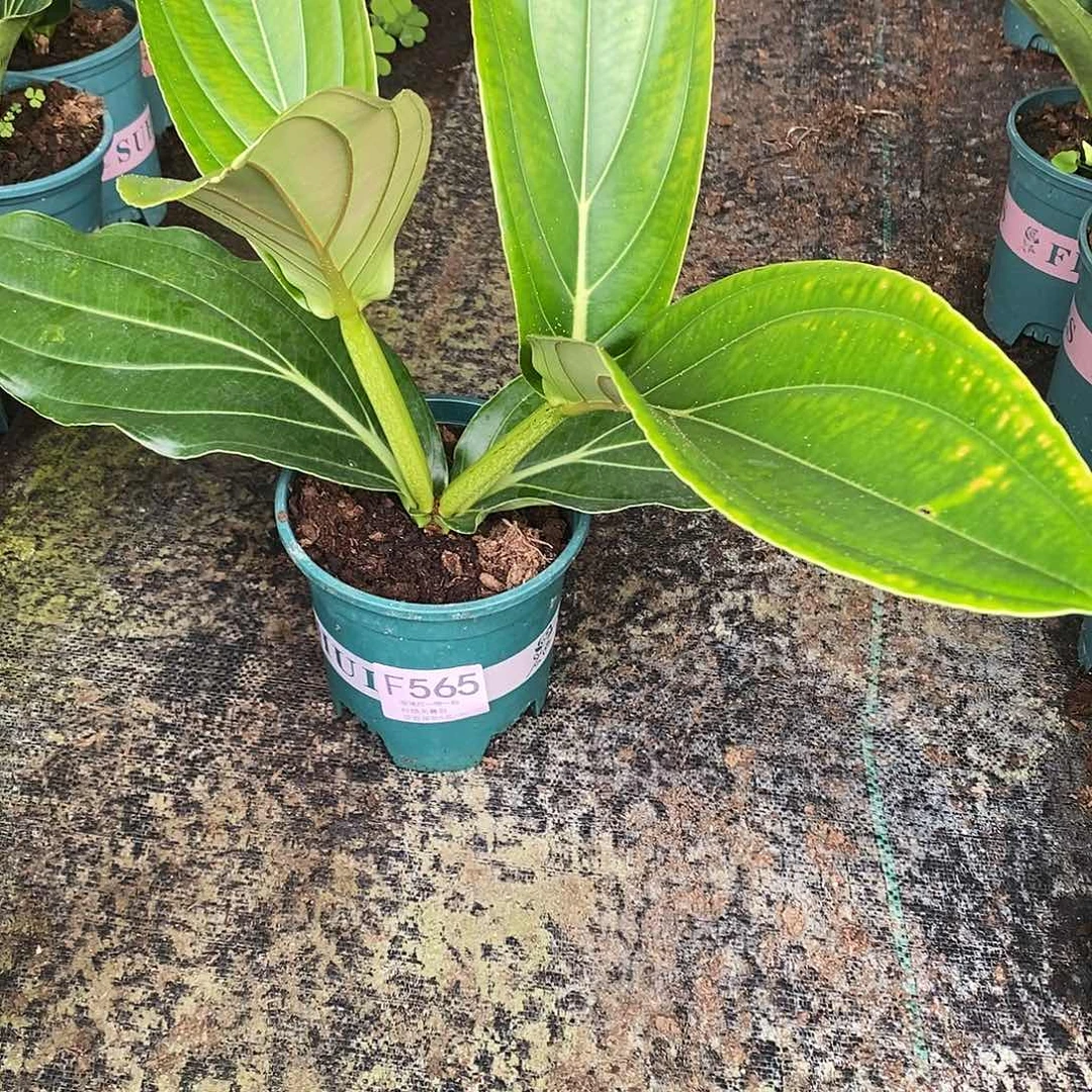木本植物陈*玉木本花卉565叶损