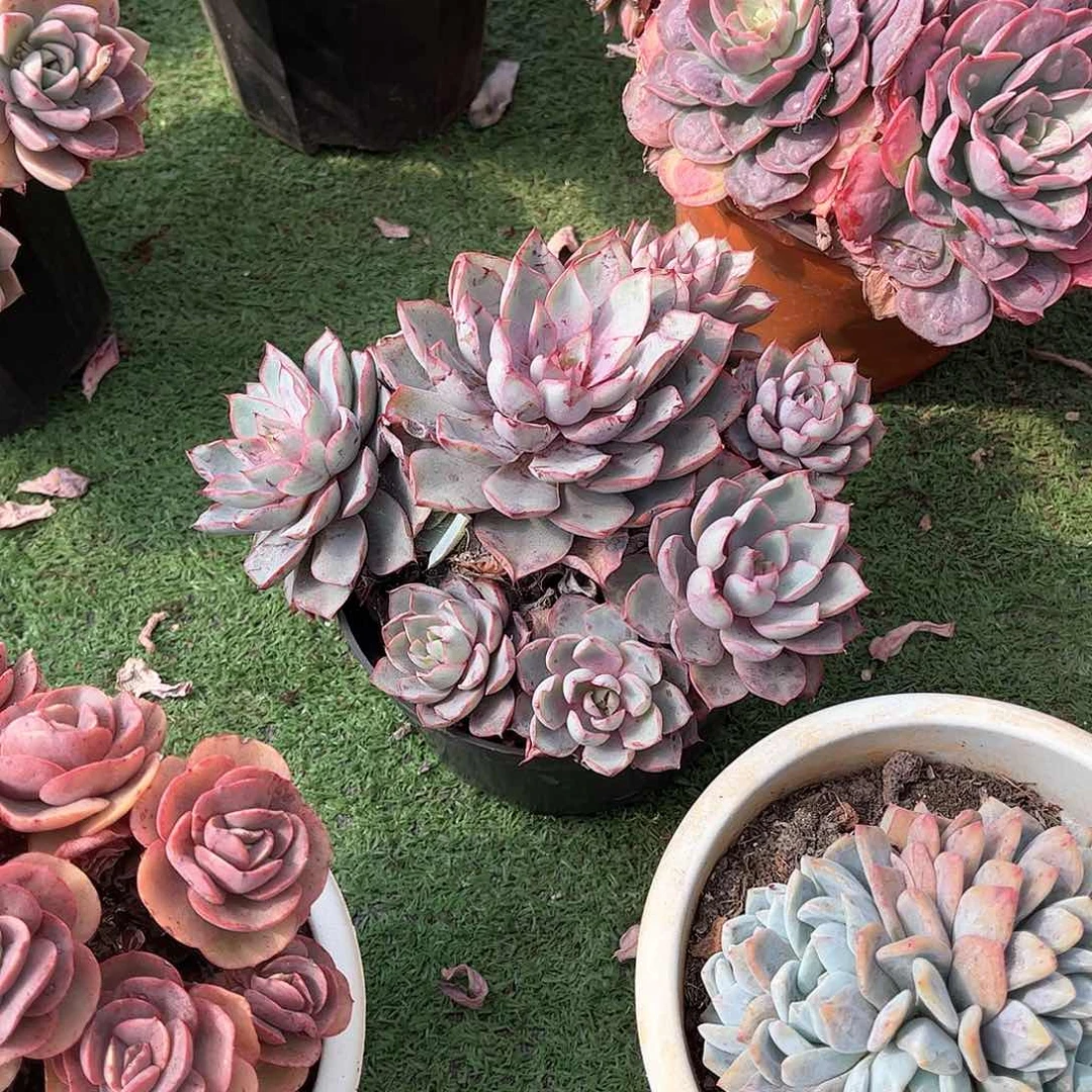 丁*赫拉多肉植物5