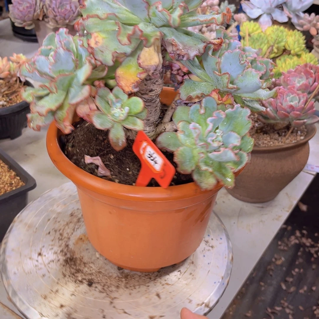 阿***゛水瓶座364多肉植物