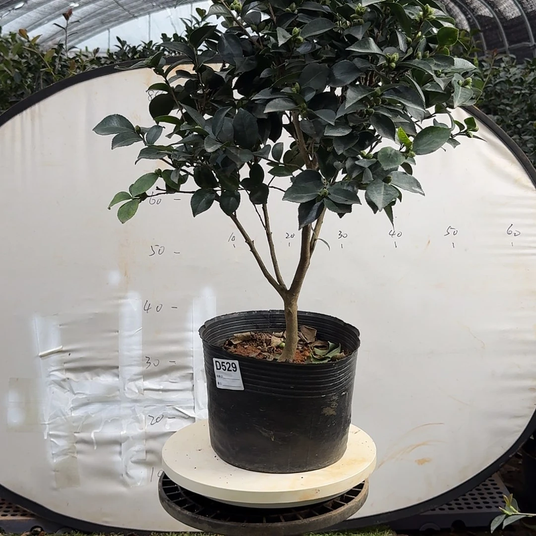 无花朵529埃米莉68.8