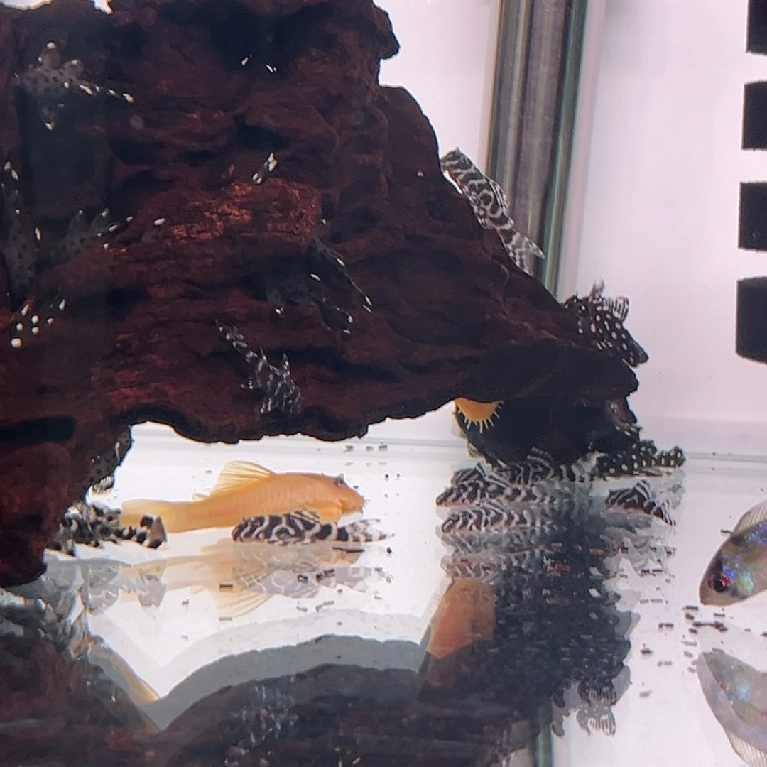 小***儿黄金胡子二十一条