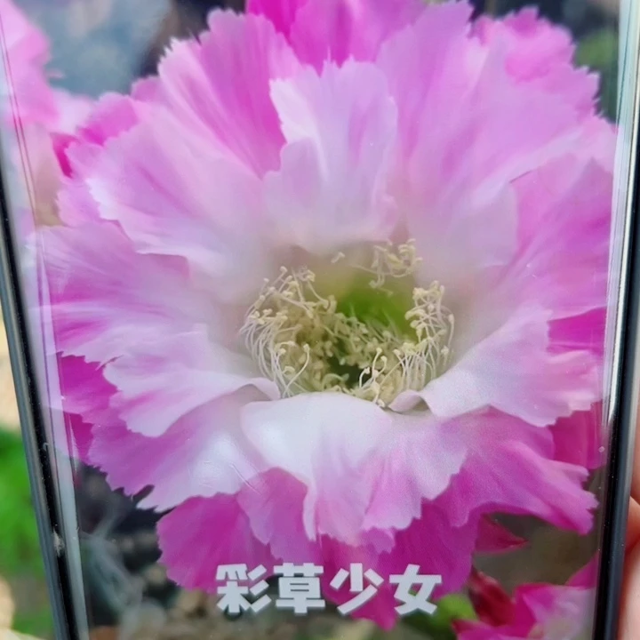 9彩草少女歪无根侧芽3一4公分左右20包邮