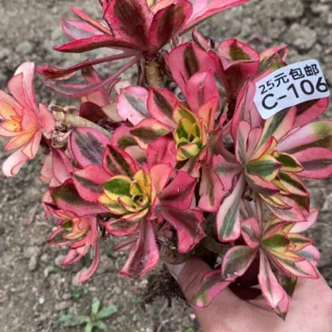 106魅影砍过母本满25包邮多肉