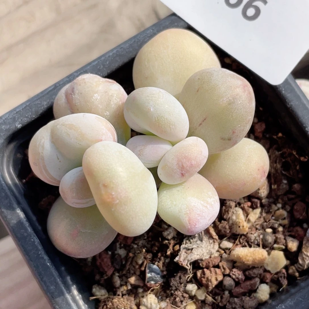 如****意266号糖心冰心珍妮