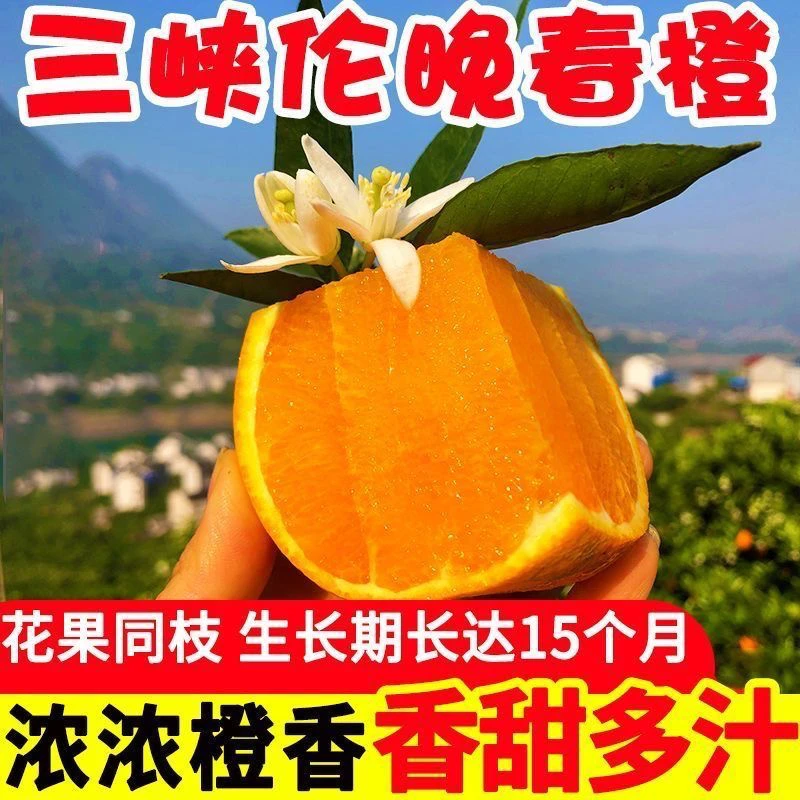 秭归脐橙伦晚春橙新鲜甜橙净重包邮