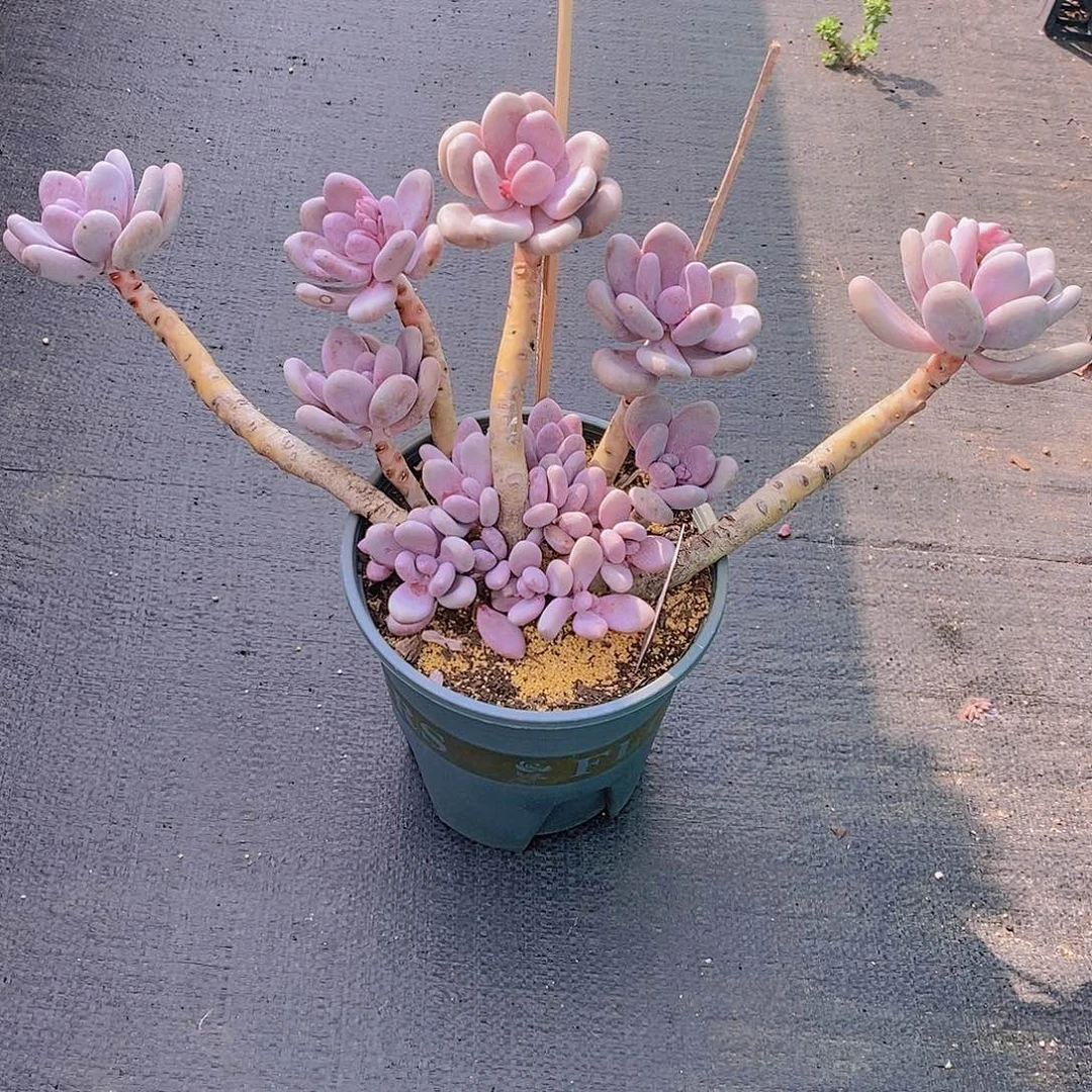 酷****?98多肉植物老桩11