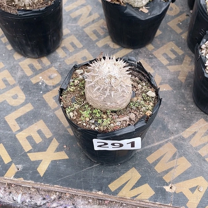 291惠比大黑块根，