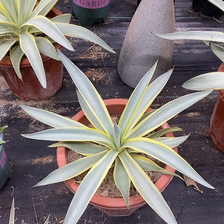 银河旅人一物一拍