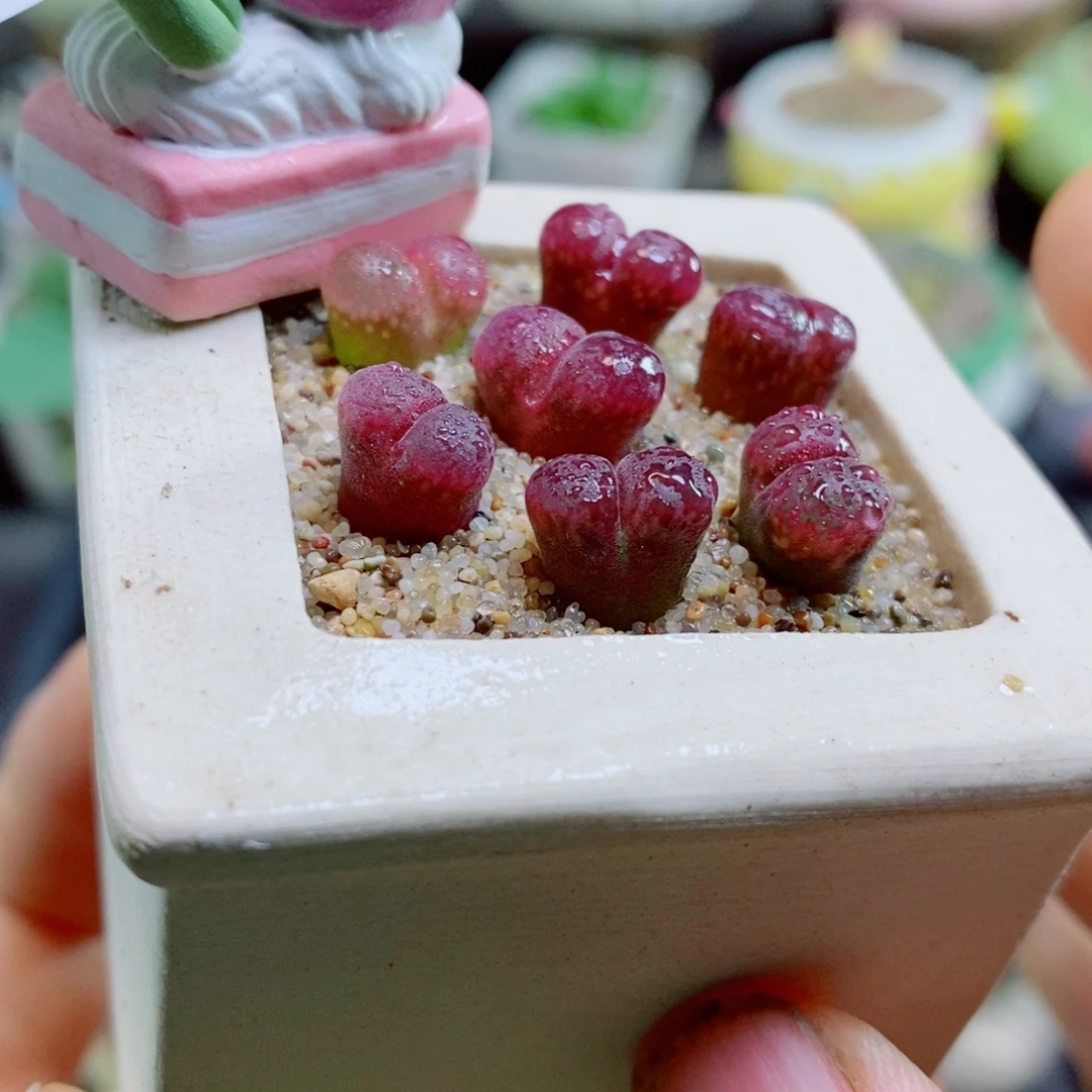 生石花花花花花花生石花花花花花花904