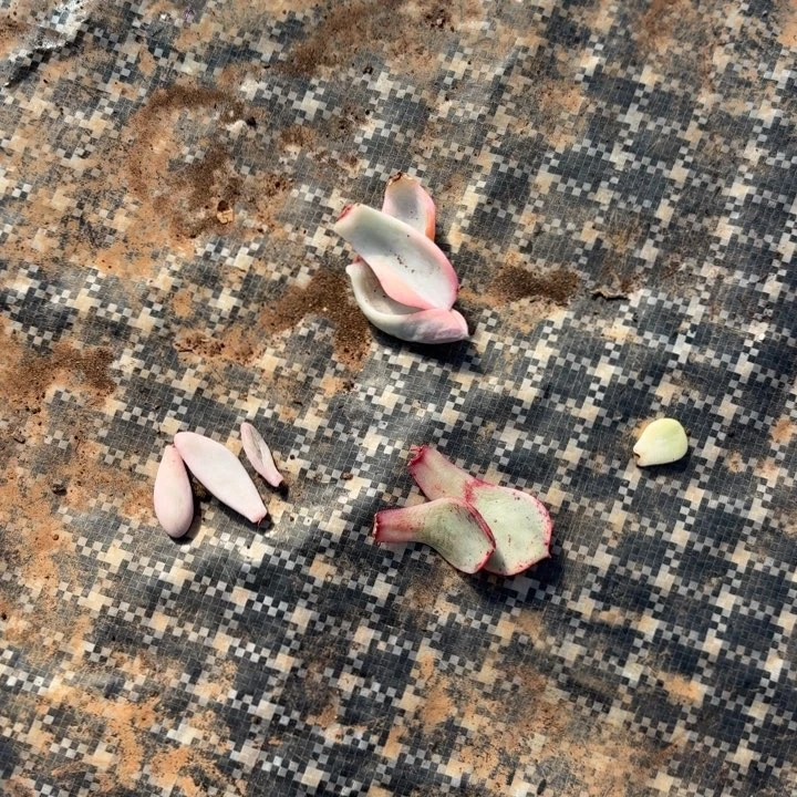 一组叶片下播福利