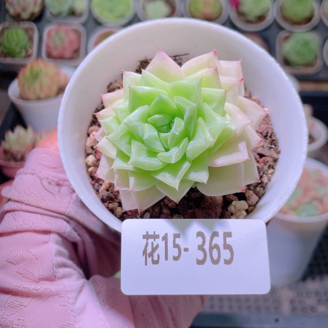 花利美15-365白天鹅