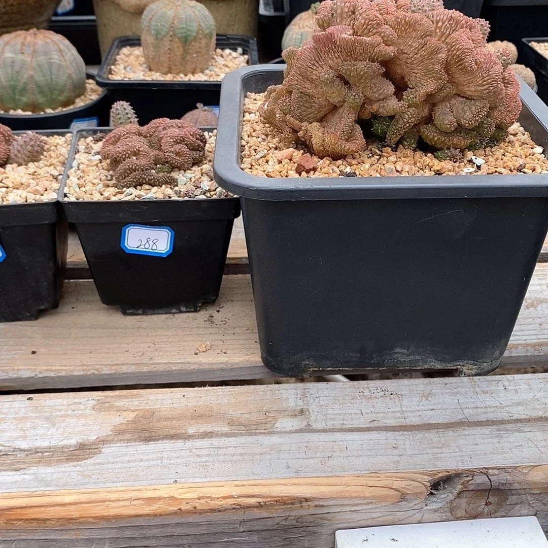 ?****?布纹球缀化多肉植物打包