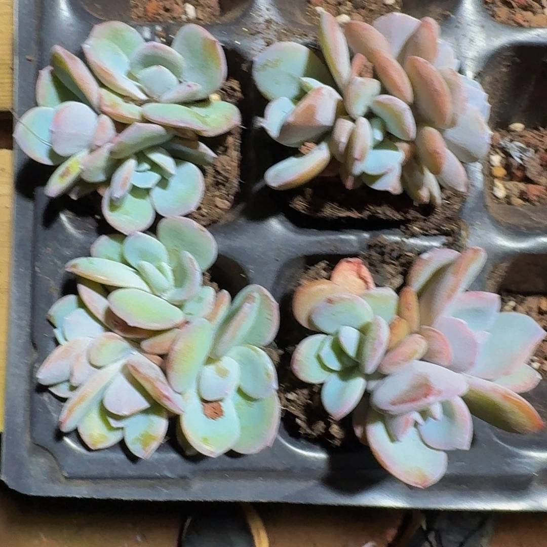 一物一拍不退不换