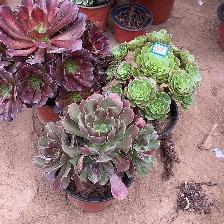 888多肉植物组合，