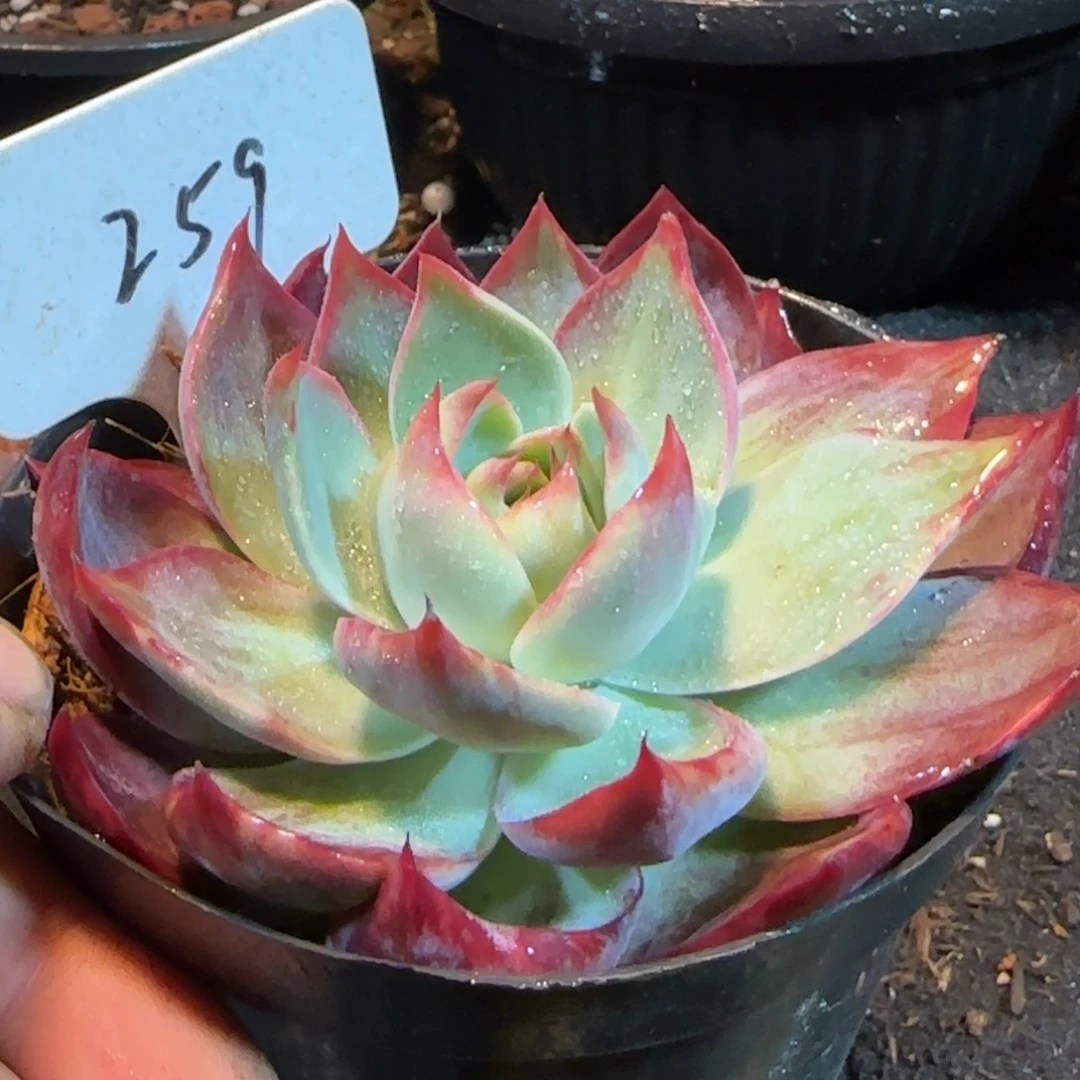 惊鸿一物一拍包装收缩花旱259