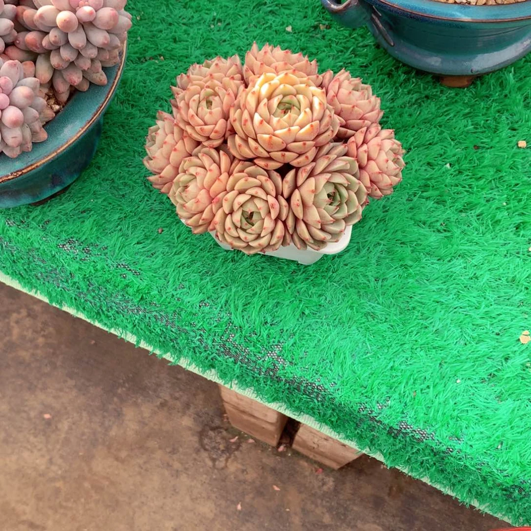 追**阳一物一拍一物一拍