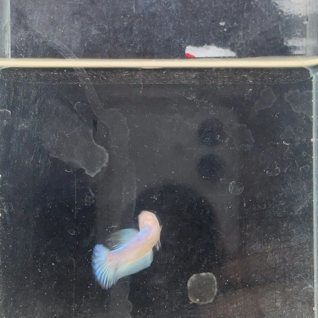 斗鱼泰国斗鱼母鱼可混养