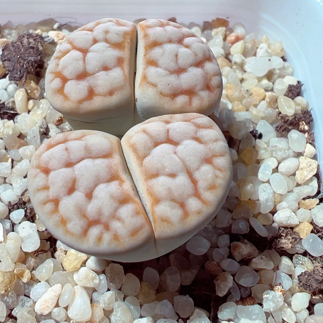 1013-343多肉多肉脑纹