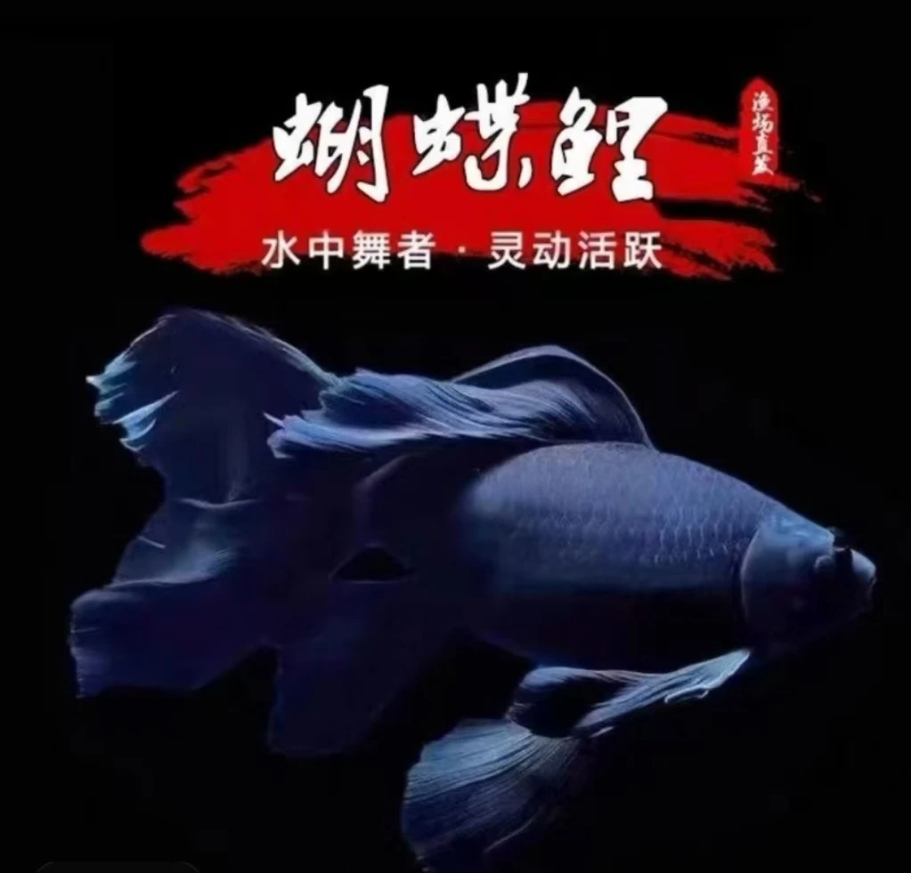 精品蝴蝶鲤鱼台系纯种短球观赏鱼养殖饲养活体发货耐活