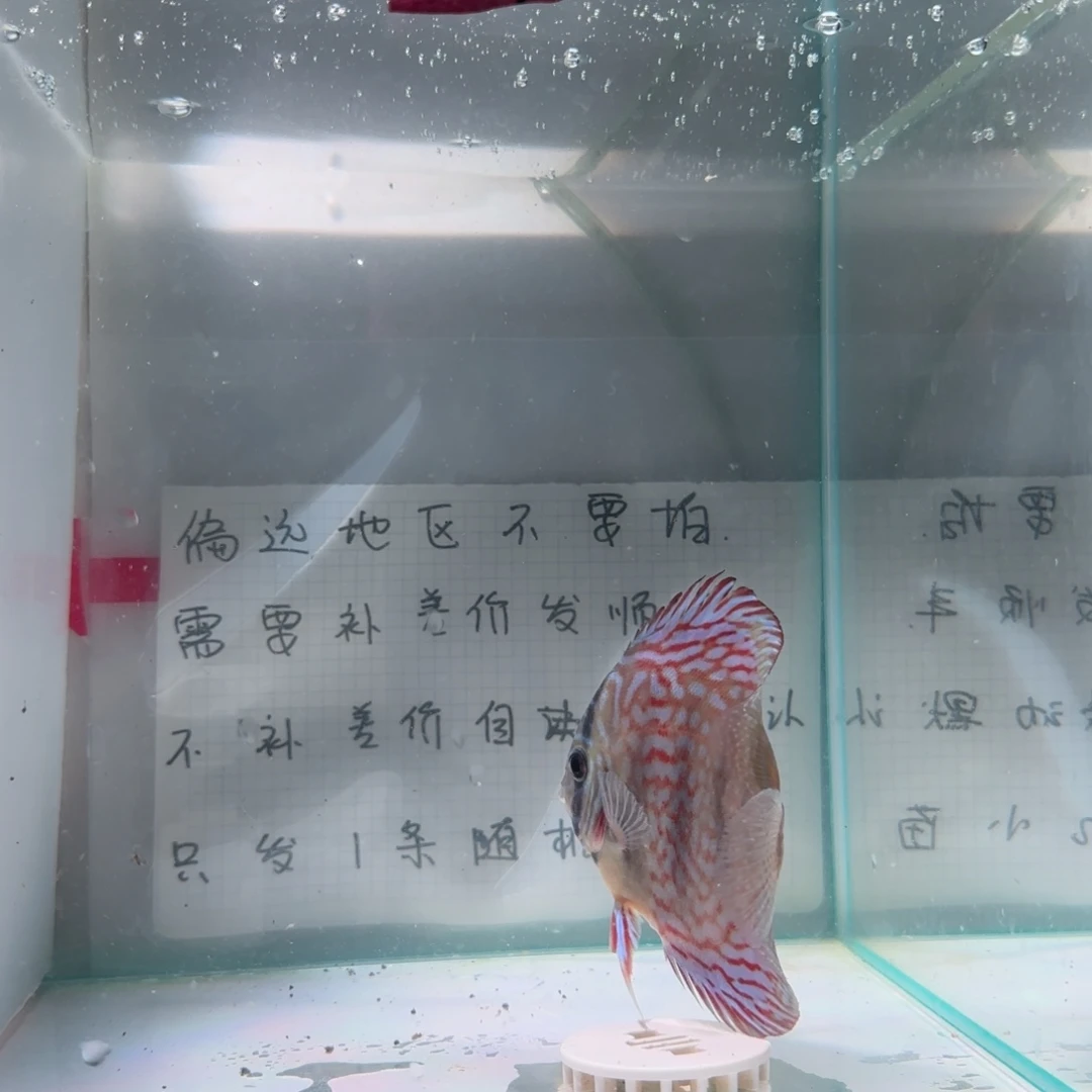 七彩神仙鱼肉身7-8偏远地区不拍