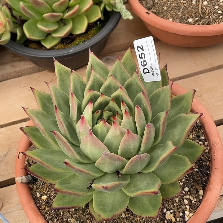 若如东云单拍D652