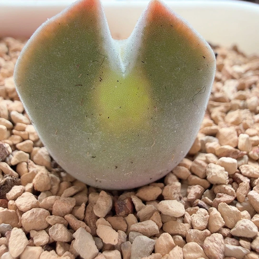 1.17.93/Ts空蝉4年控养