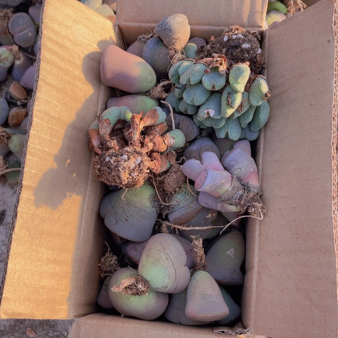 一箱母本888888888888588