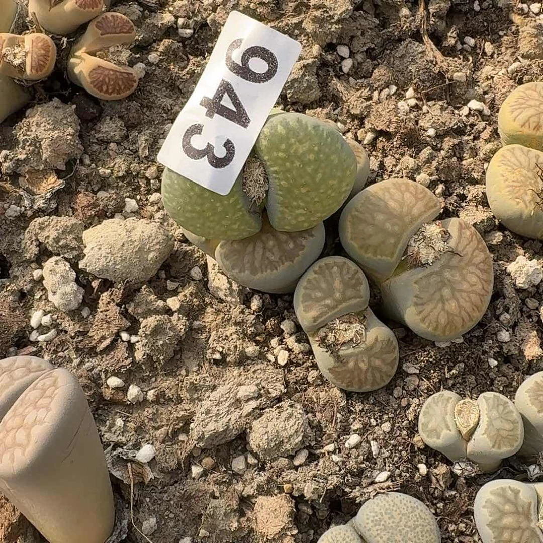 丶***卉生石花一物一拍943