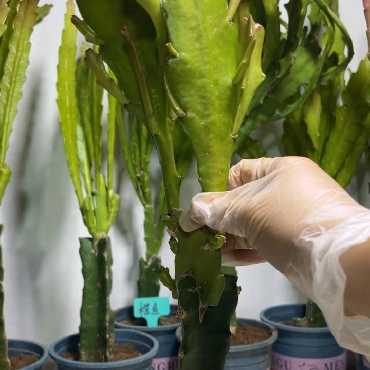 当前无花栽培后可以开花407