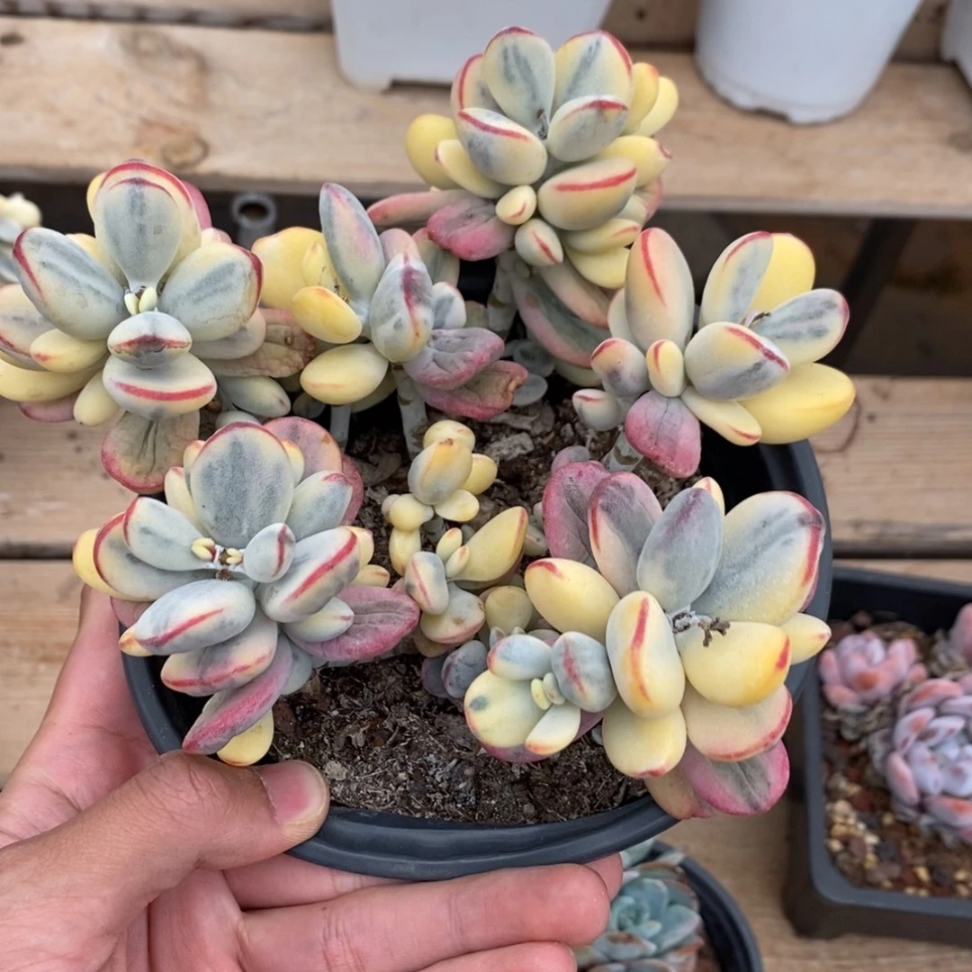 福娘锦多肉植物6648