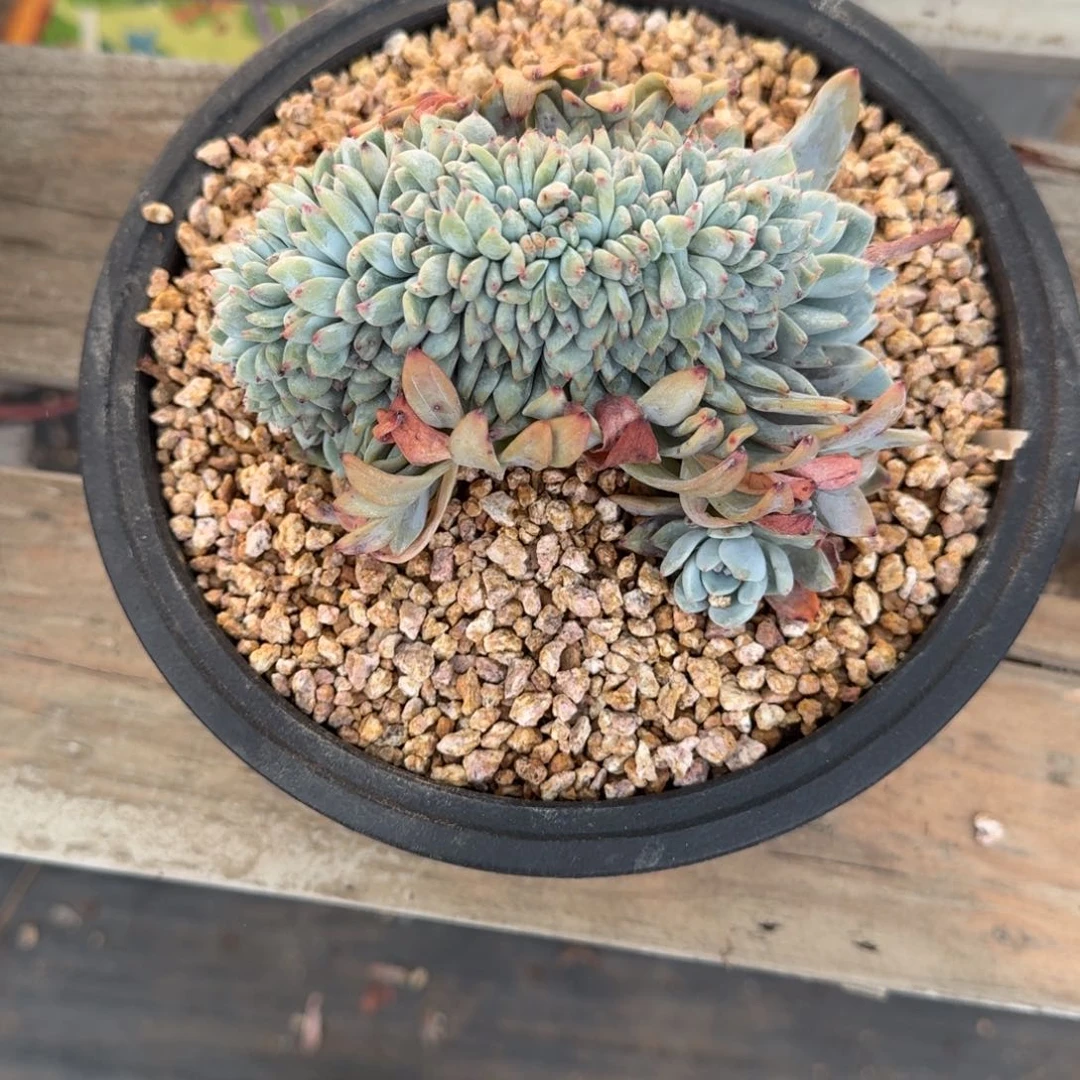 ～****～星影树缀无砍多肉