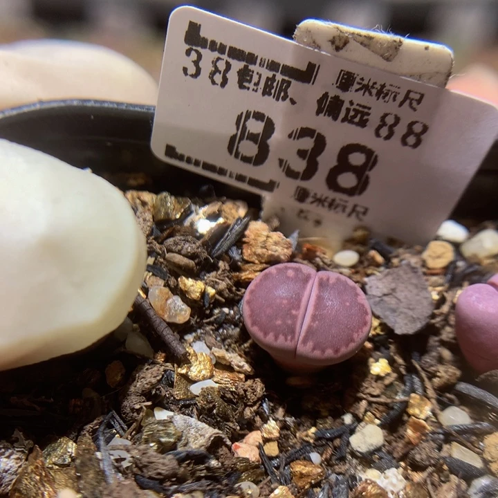 小*乖Sss多肉生生花了838高特