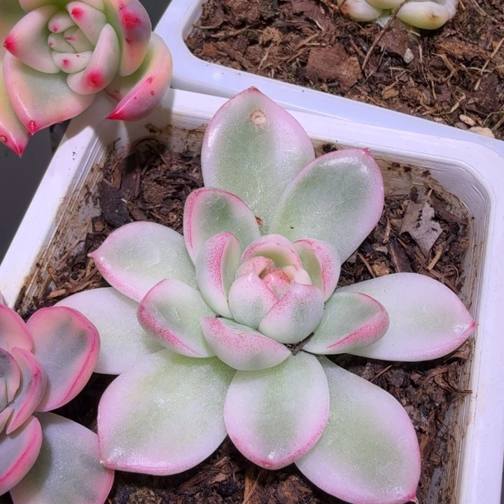 精品多肉植物一物一拍