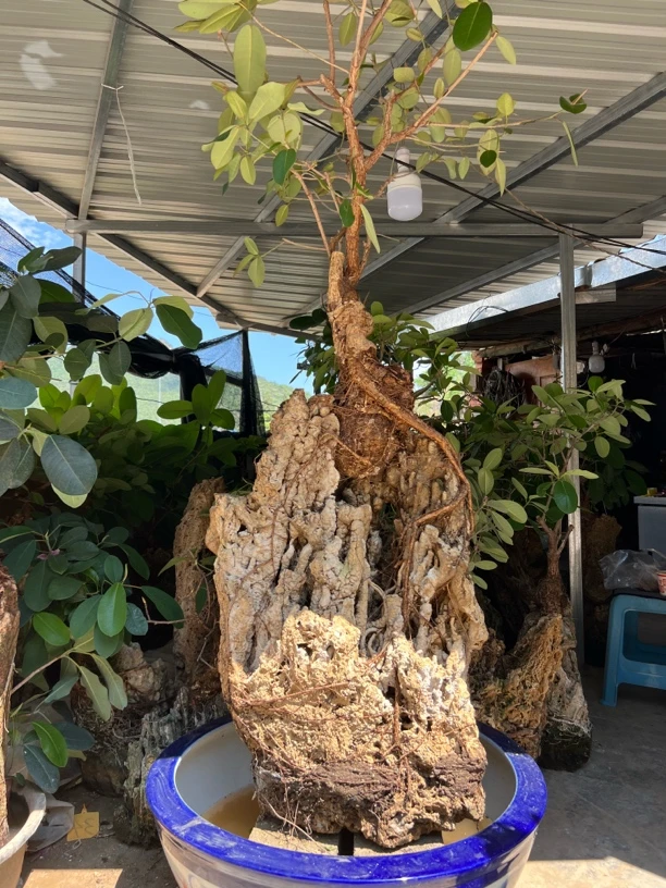 不要乱下单 请问好石头尺寸大小不一样价格不一样