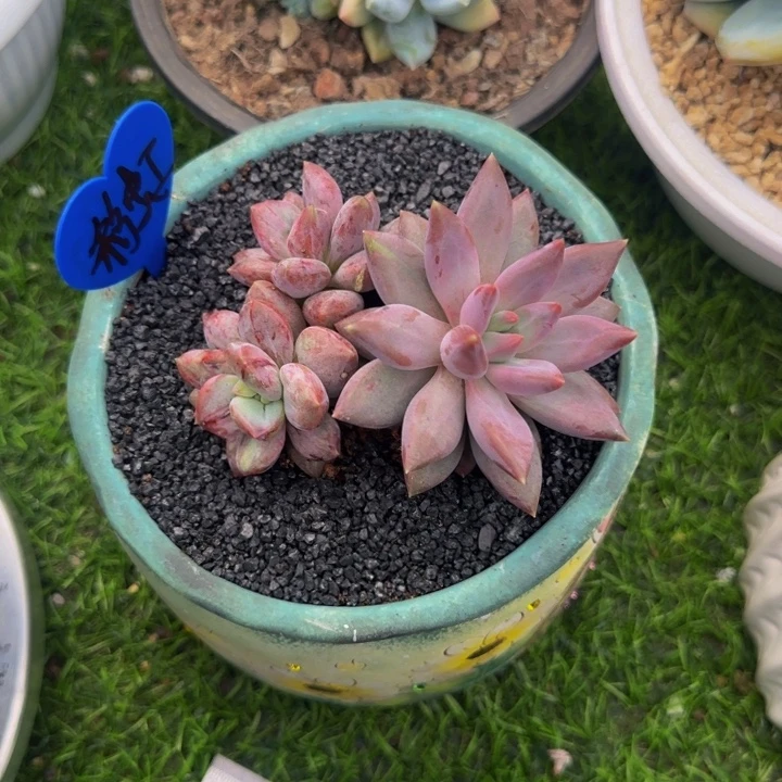 ****虞美人石化多肉植物