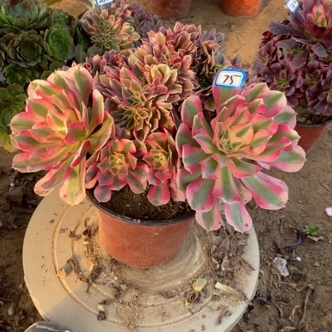 粉女巫缀一物一拍