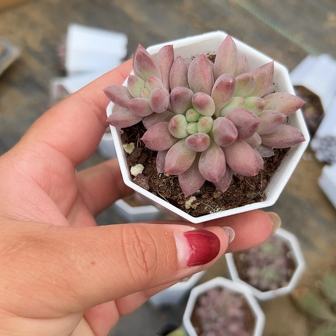 多肉植物多肉植物