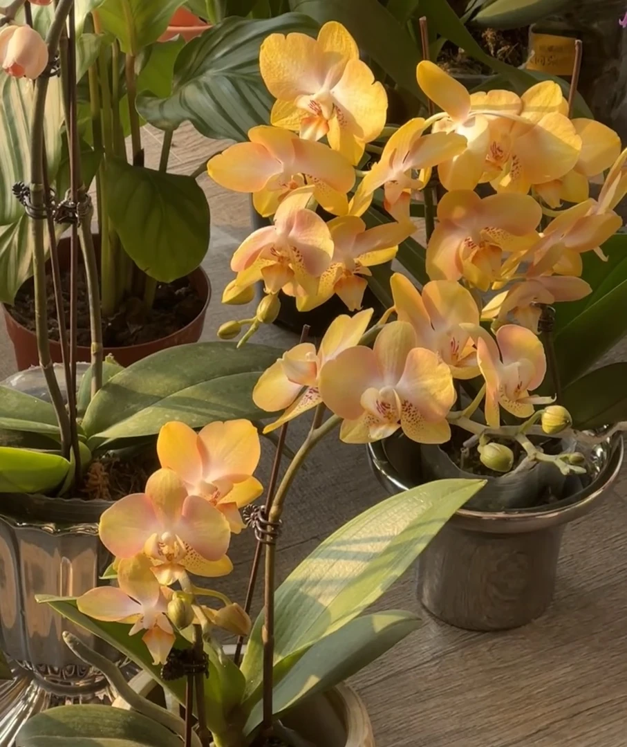 【花间集】哈密瓜蝴蝶兰3.0寸杯双头不带剑苗子弱根