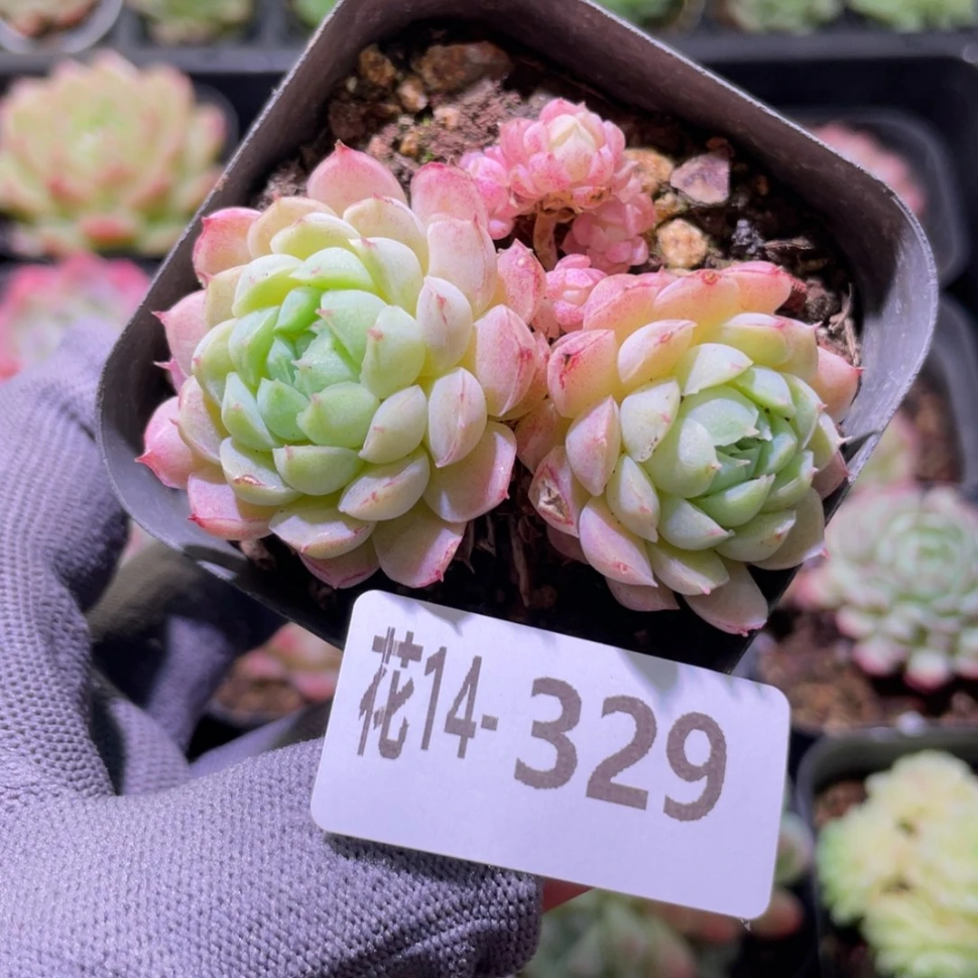 花利美14-329羊脂球