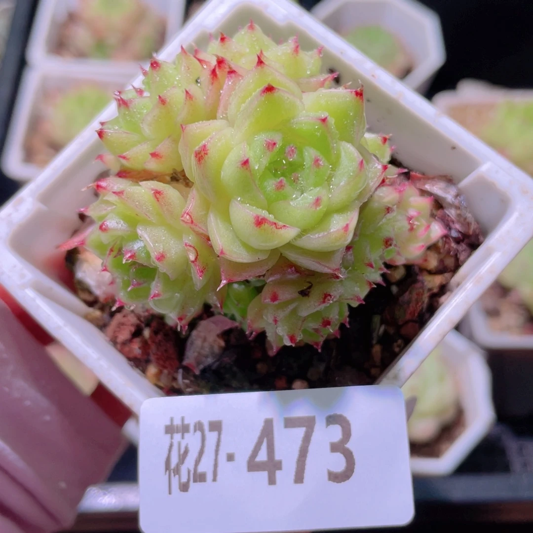 花利美27-473麦秆